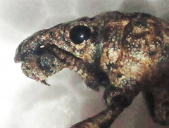Microcerus