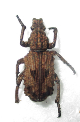 Microcerus