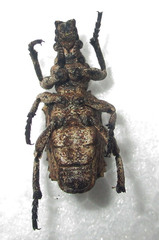 Microcerus