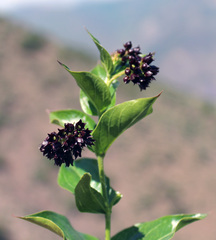 Vincetoxicum funebre