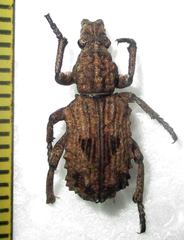 Microcerus