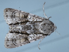 Turnerinycta phaeocosma