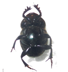 Onthophagus deterrens