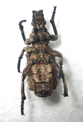 Microcerus