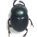 Onthophagus deterrens - Photo no hay derechos reservados, subido por Botswanabugs