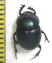 Onthophagus deterrens