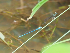Ceriagrion azureum
