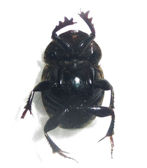 Onthophagus deterrens