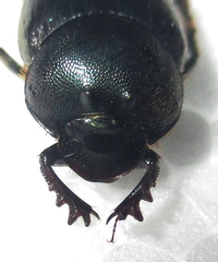 Onthophagus deterrens