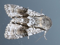 Turnerinycta phaeocosma