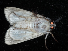 Turnerinycta phaeocosma