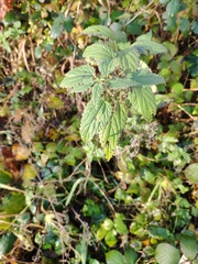 Urtica dioica