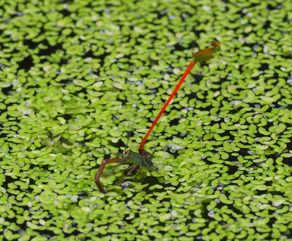 Fiery Coraltail