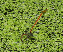 Ceriagrion chaoi
