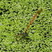 Fiery Coraltail - Photo (c) Phil Benstead, some rights reserved (CC BY-NC), uploaded by Phil Benstead