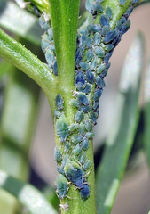 Brachyunguis harmalae