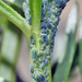 Brachyunguis harmalae - Photo (c) faluke, some rights reserved (CC BY-NC), uploaded by faluke