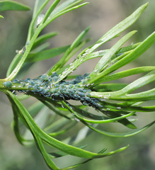 Brachyunguis harmalae