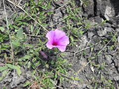 Ipomoea crassipes