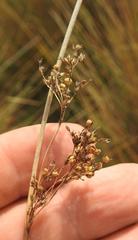Juncus rigidus