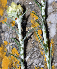 Brachycaudus helichrysi