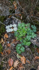 Heracleum ligusticifolium