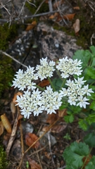 Heracleum ligusticifolium