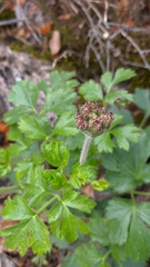 Heracleum ligusticifolium