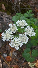 Heracleum ligusticifolium
