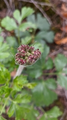 Heracleum ligusticifolium