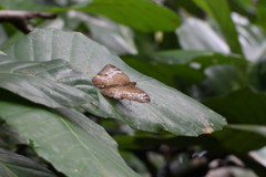 Euthalia monina monina