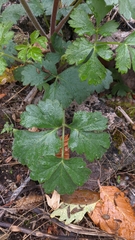 Heracleum ligusticifolium