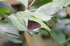 Euploea mulciber mulciber