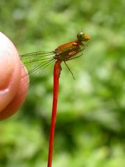 Ceriagrion bellona