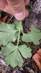 Heracleum ligusticifolium