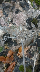 Heracleum ligusticifolium