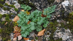 Heracleum ligusticifolium