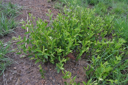 Image of Ziziphus zeyheriana by (c) Hildegard Klein, some rights reserved (CC BY)