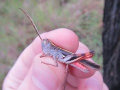 Macrocara conglobata