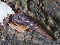 Oospira penangensis