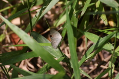 Curetis santana