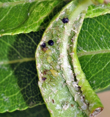 Brachycaudus amygdalinus