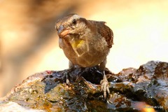 Gymnoris superciliaris