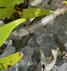 Emoia cyanura