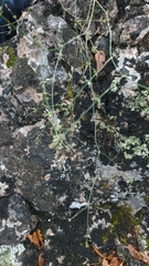 Asperula tenella