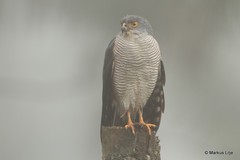 Accipiter tachiro