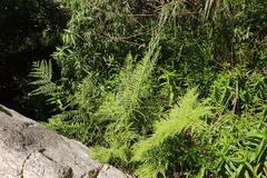 Pteris dentata