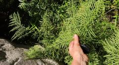 Pteris dentata