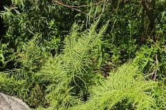 Pteris dentata