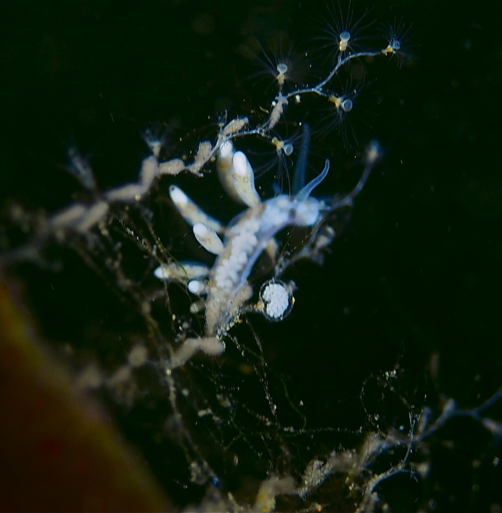 Tergipes
